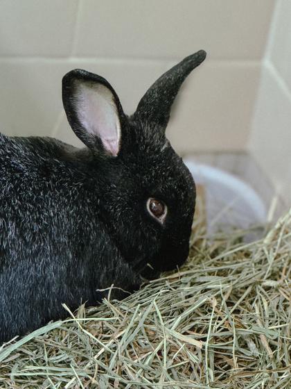 Enlarge Pearl, a Adoptable American in Bellevue, WA image 2/3