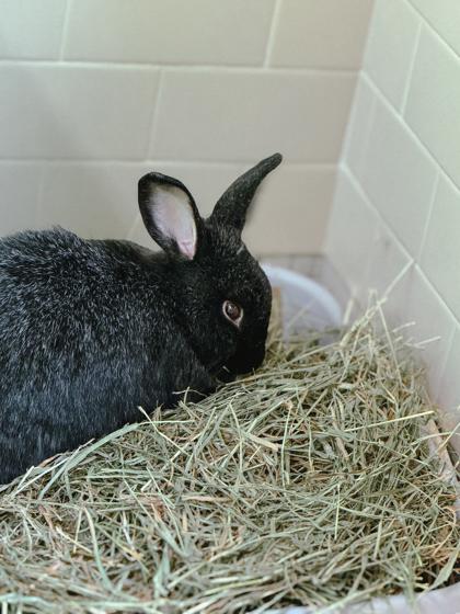 Enlarge Pearl, a Adoptable American in Bellevue, WA image 3/3