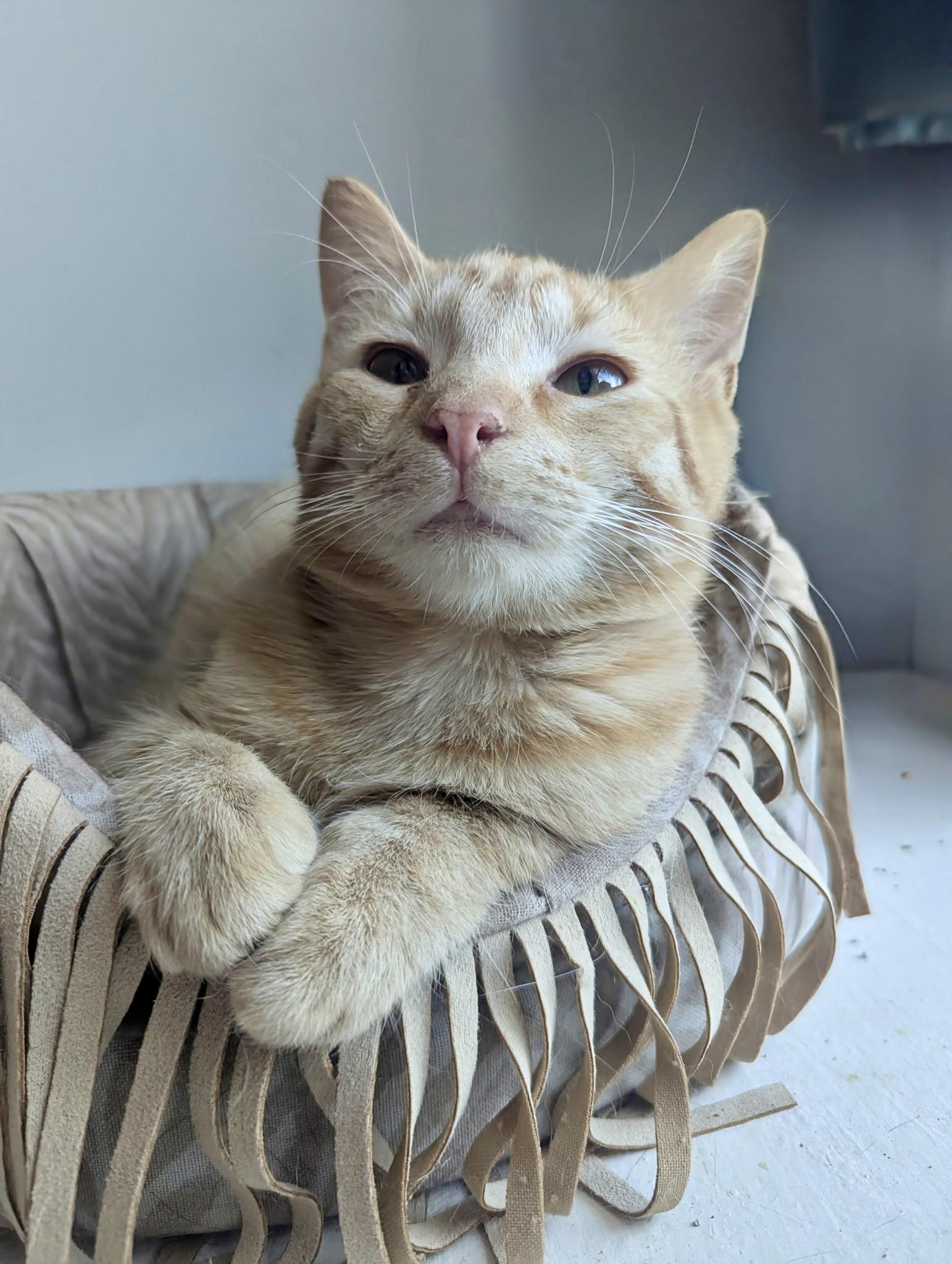 Phoenix, a Adoptable Domestic Short Hair in Jeffersonville, IN image 3/3