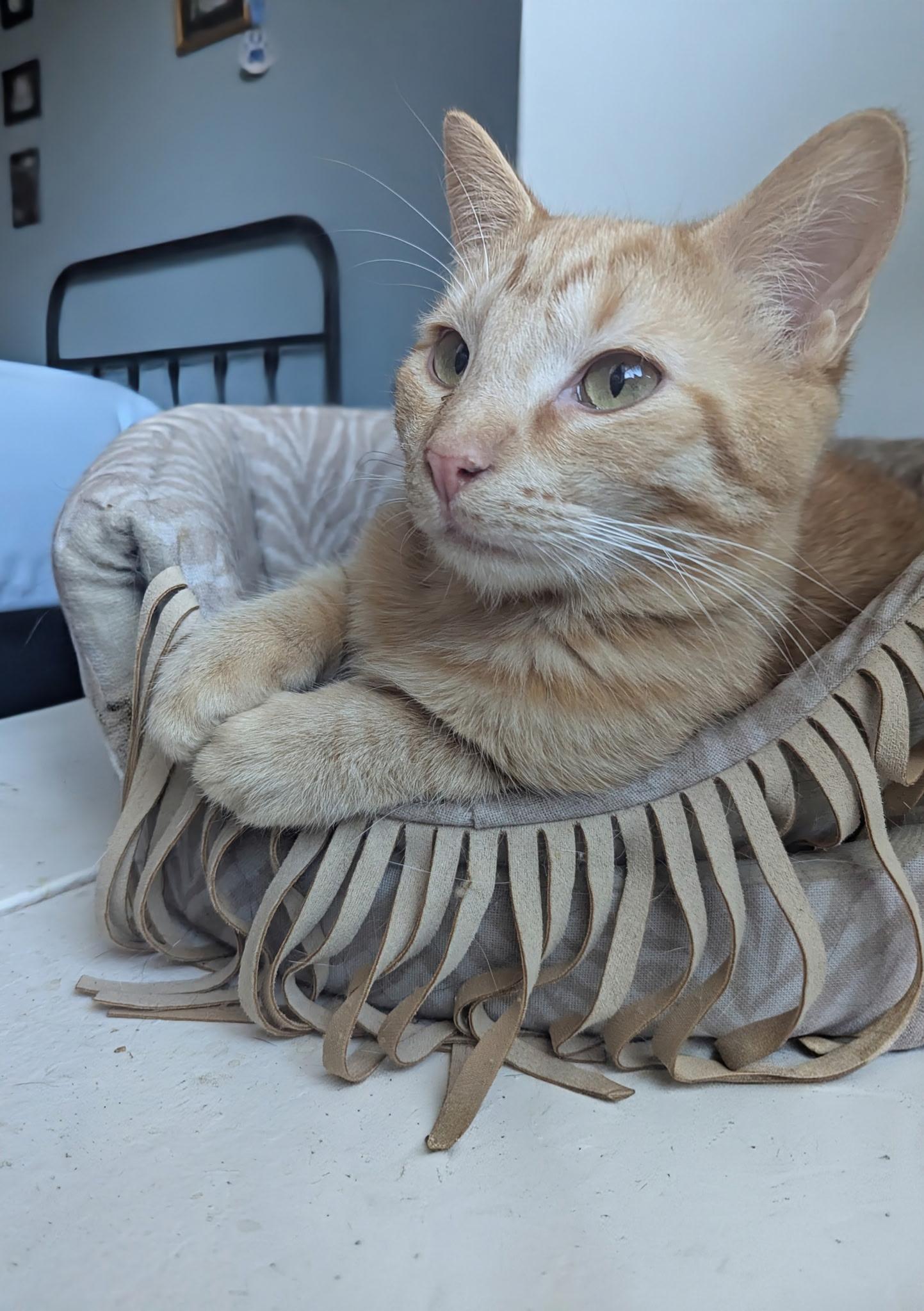 Phoenix, a Adoptable Domestic Short Hair in Jeffersonville, IN image 2/3