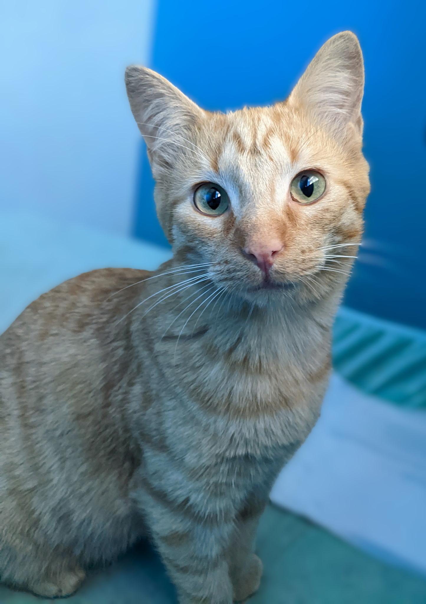 Enlarge Phoenix, a Adoptable Domestic Short Hair in Jeffersonville, IN image 3/3