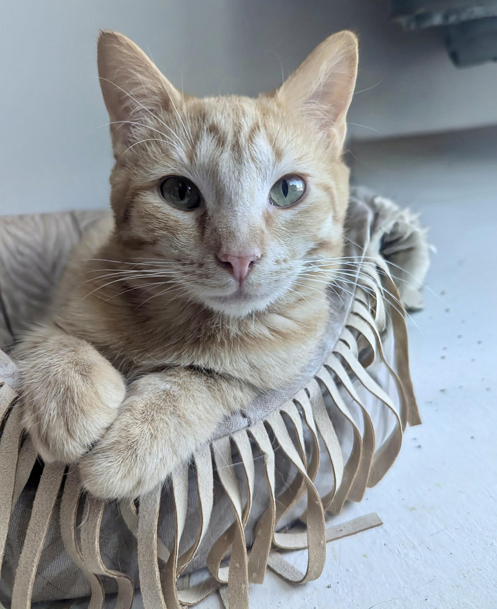 Phoenix, Adoptable, Young Male Domestic Short Hair.