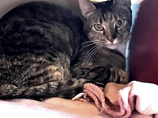 Miranda, Adoptable, Young Female Domestic Short Hair.