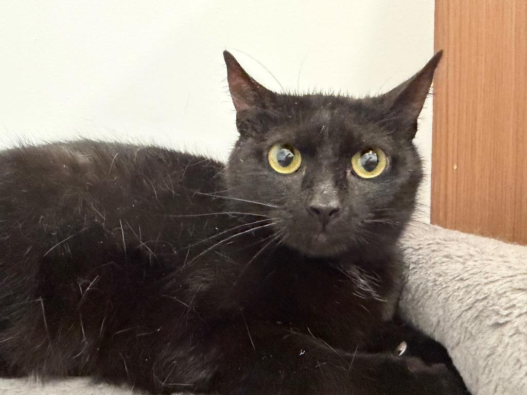 Mercury, Adoptable, Young Female Domestic Short Hair.
