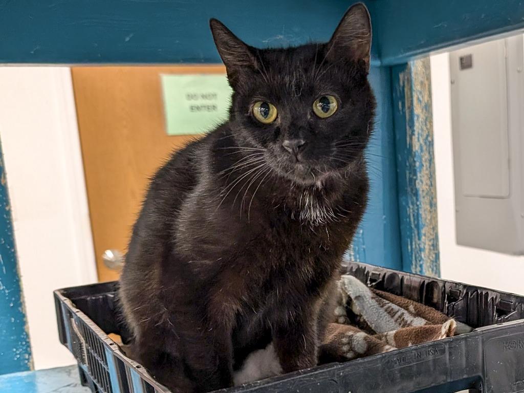 Mercury, a Adoptable mixed breed in Powell, OH image 2/2