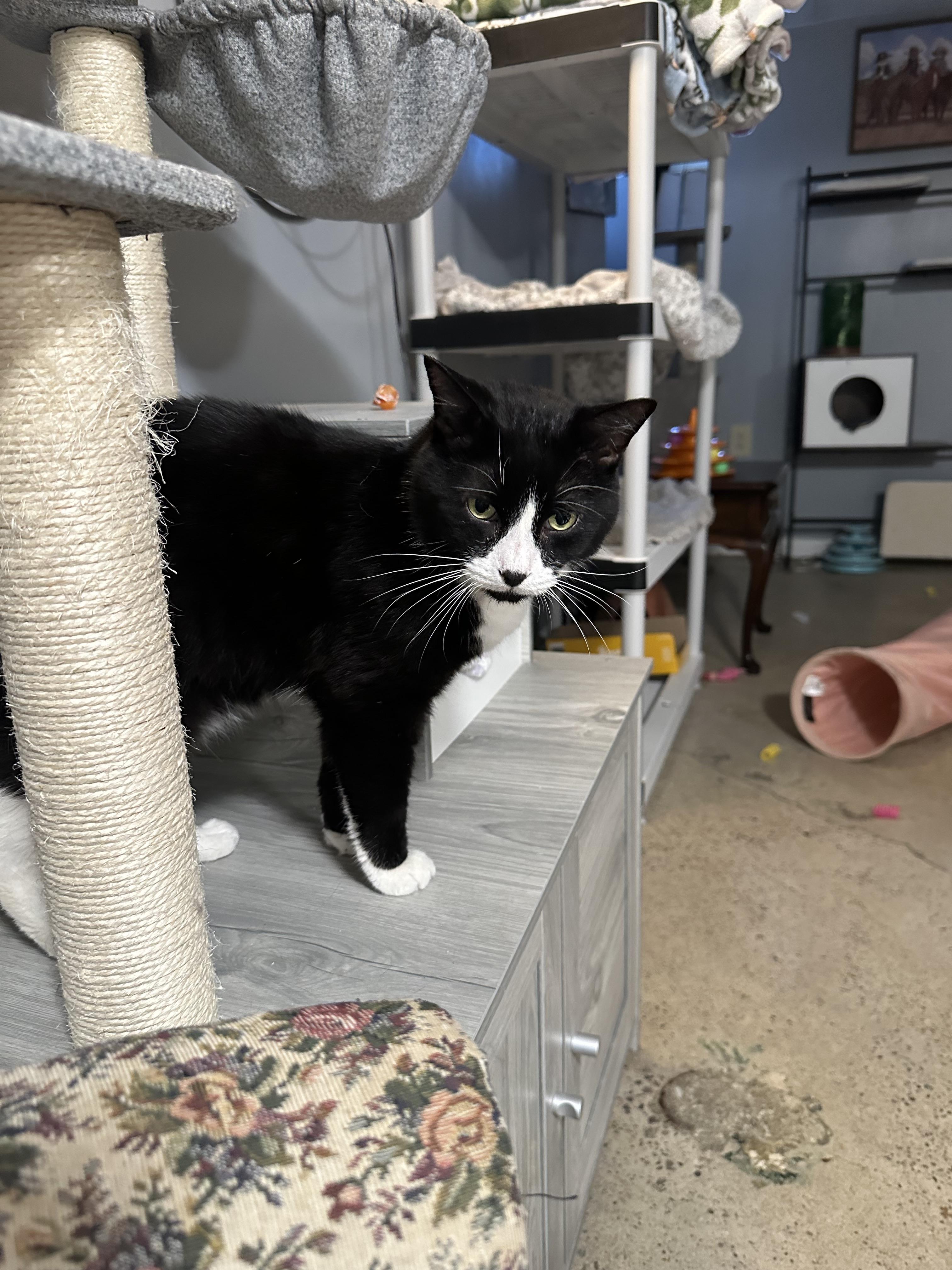 Enlarge Tuxie, a Adopted Domestic Short Hair in Totowa, NJ image 3/4