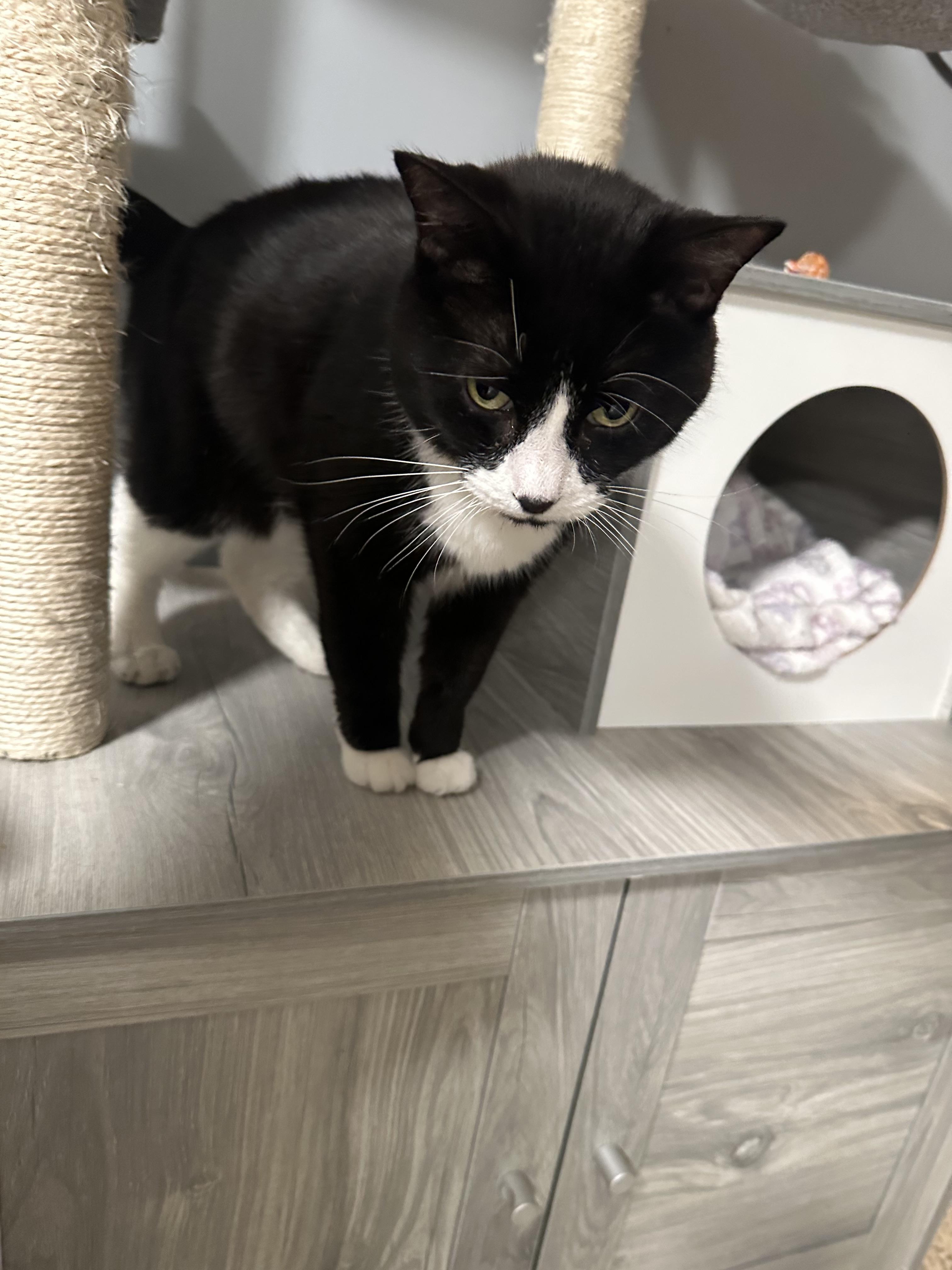 Enlarge Tuxie, a Adopted Domestic Short Hair in Totowa, NJ image 4/4