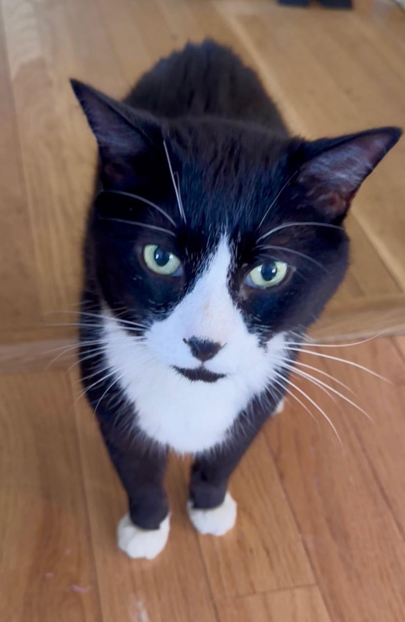 Tuxie, Adopted, Adult Male Domestic Short Hair.