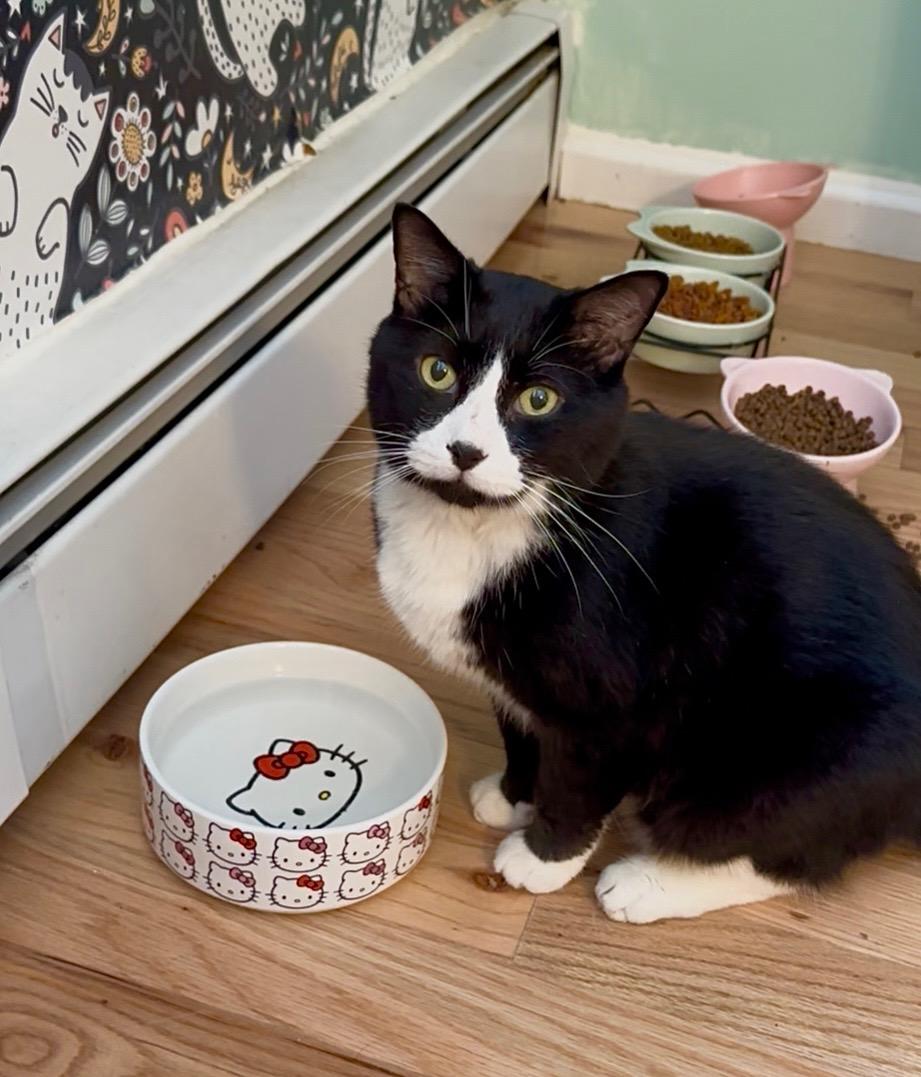 Enlarge Tuxie, a Adopted Domestic Short Hair in Totowa, NJ image 2/4