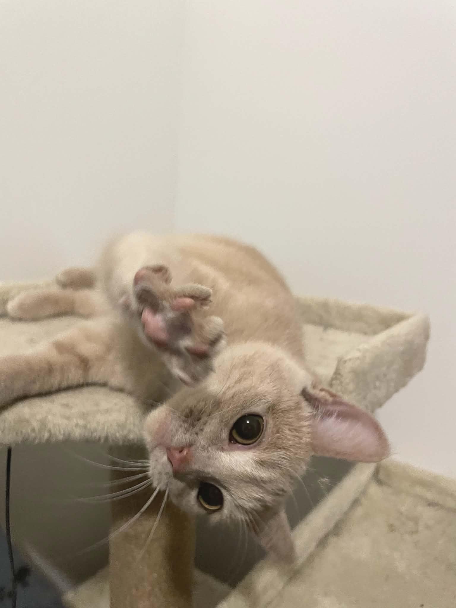 Enlarge Peach , a ADOPTABLE Tabby in Hamilton, ON image 4/5