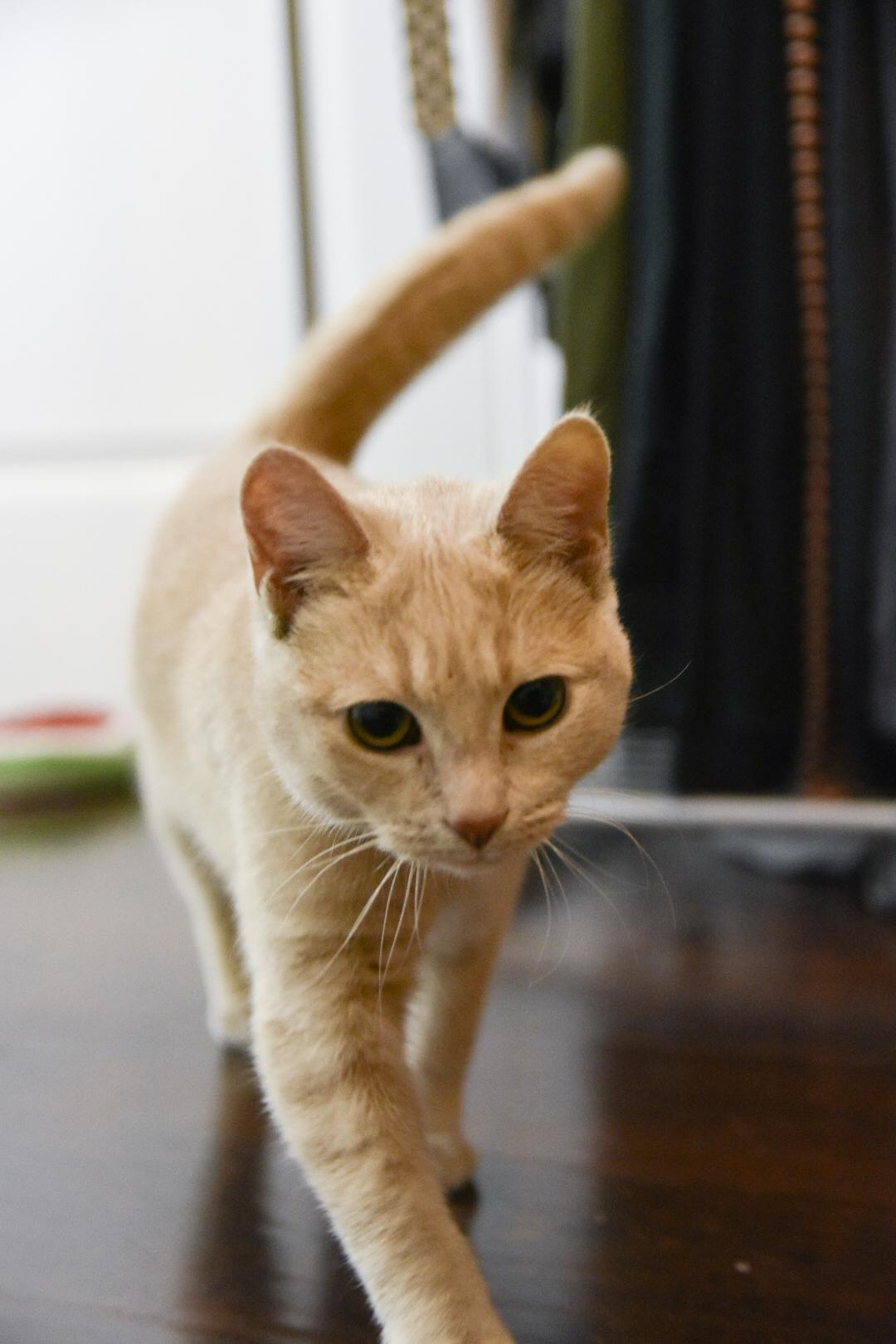 Enlarge Peach , a ADOPTABLE Tabby in Hamilton, ON image 1/5