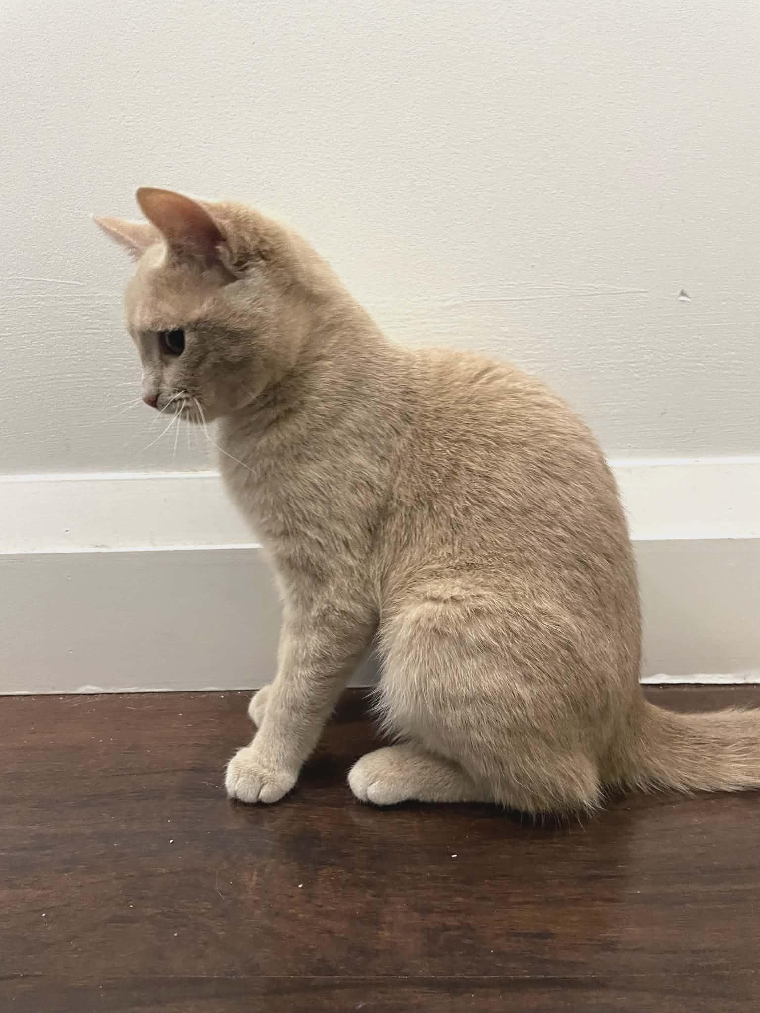 Enlarge Peach , a ADOPTABLE Tabby in Hamilton, ON image 3/5