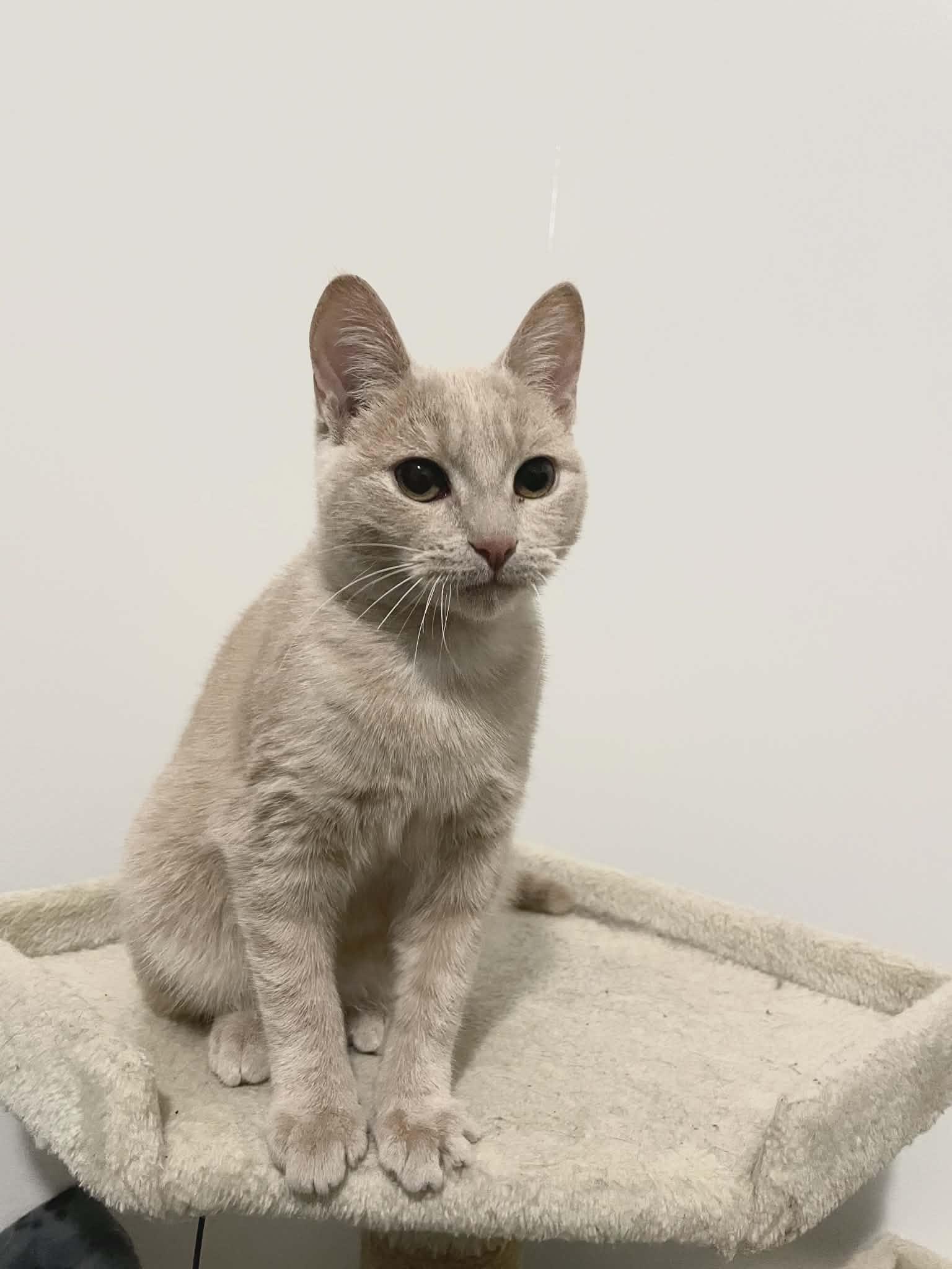 Enlarge Peach , a ADOPTABLE Tabby in Hamilton, ON image 5/5