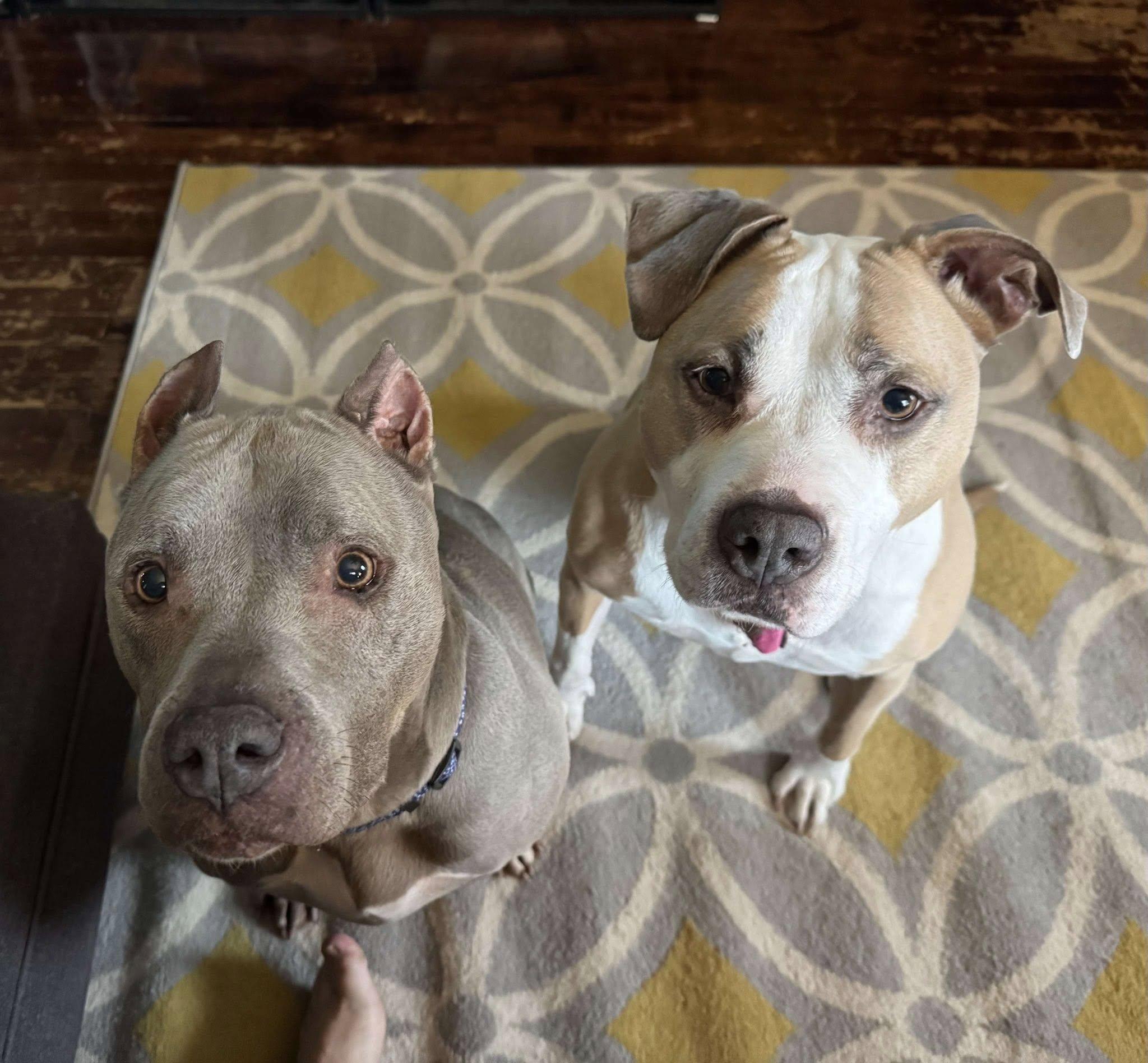 Enlarge Mildred, a Adopted mixed breed in Appleton, WI image 3/3