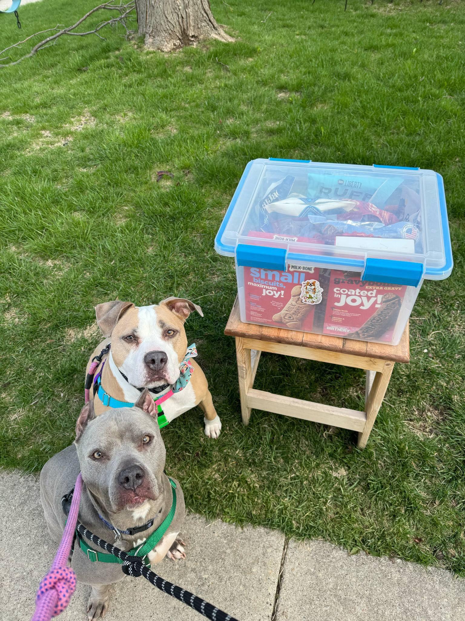 Enlarge Mildred, a Adopted mixed breed in Appleton, WI image 2/3