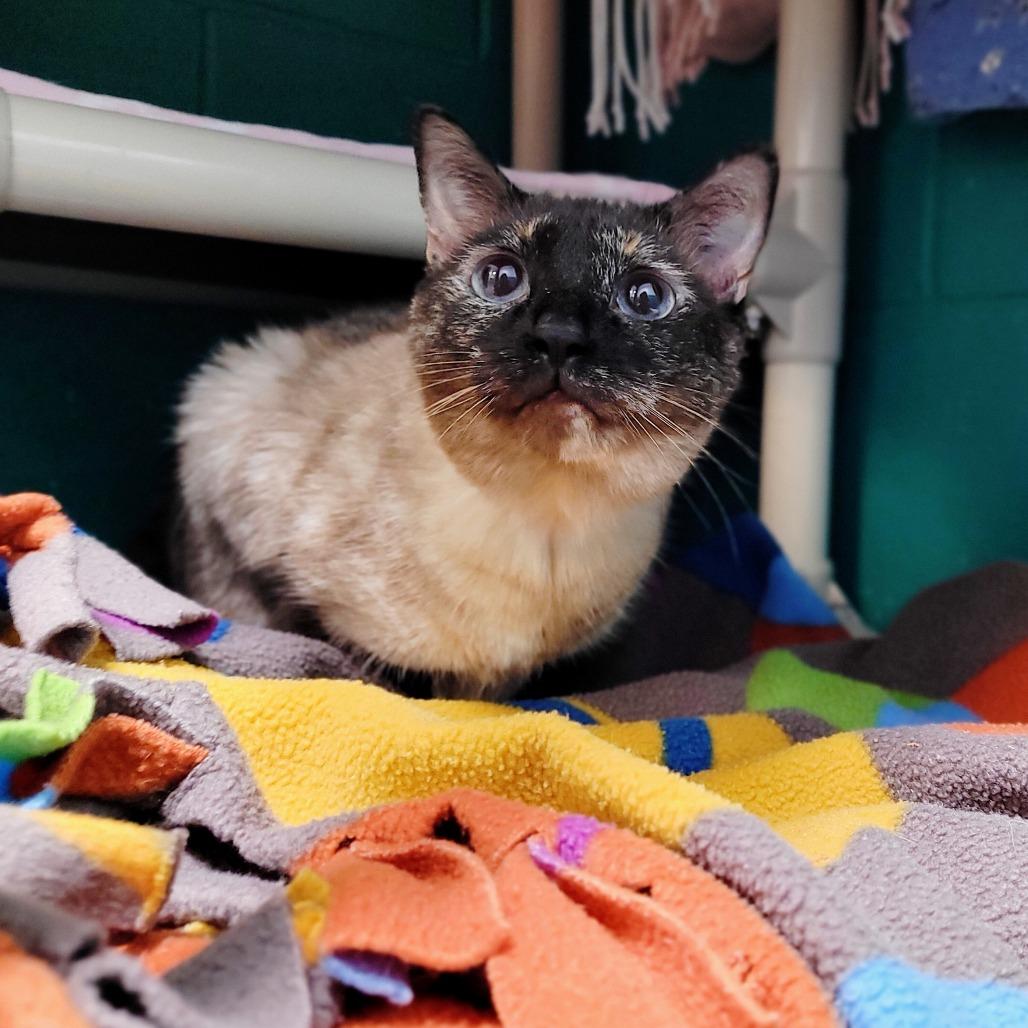 Enlarge Espeon, a Adoptable Domestic Short Hair in Fredericksburg, VA image 1/2