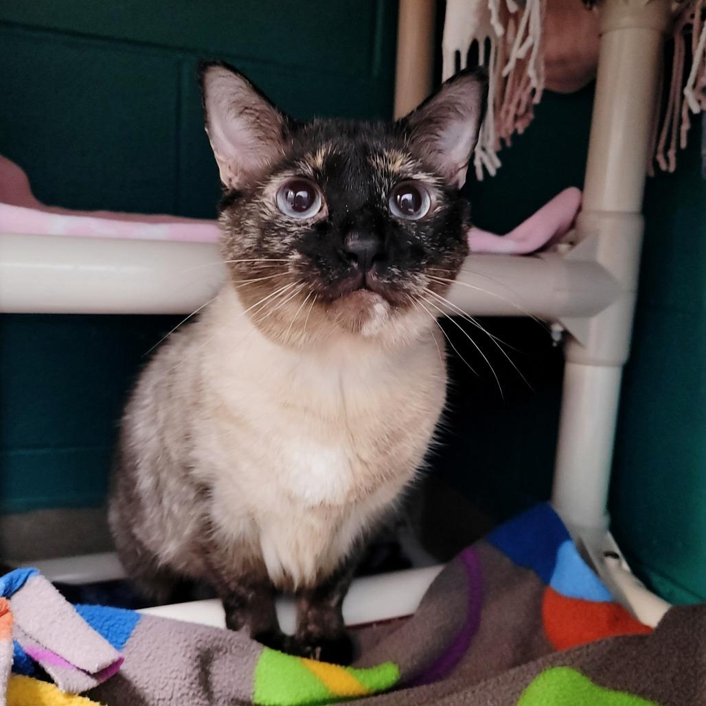 Enlarge Espeon, a Adoptable Domestic Short Hair in Fredericksburg, VA image 2/2