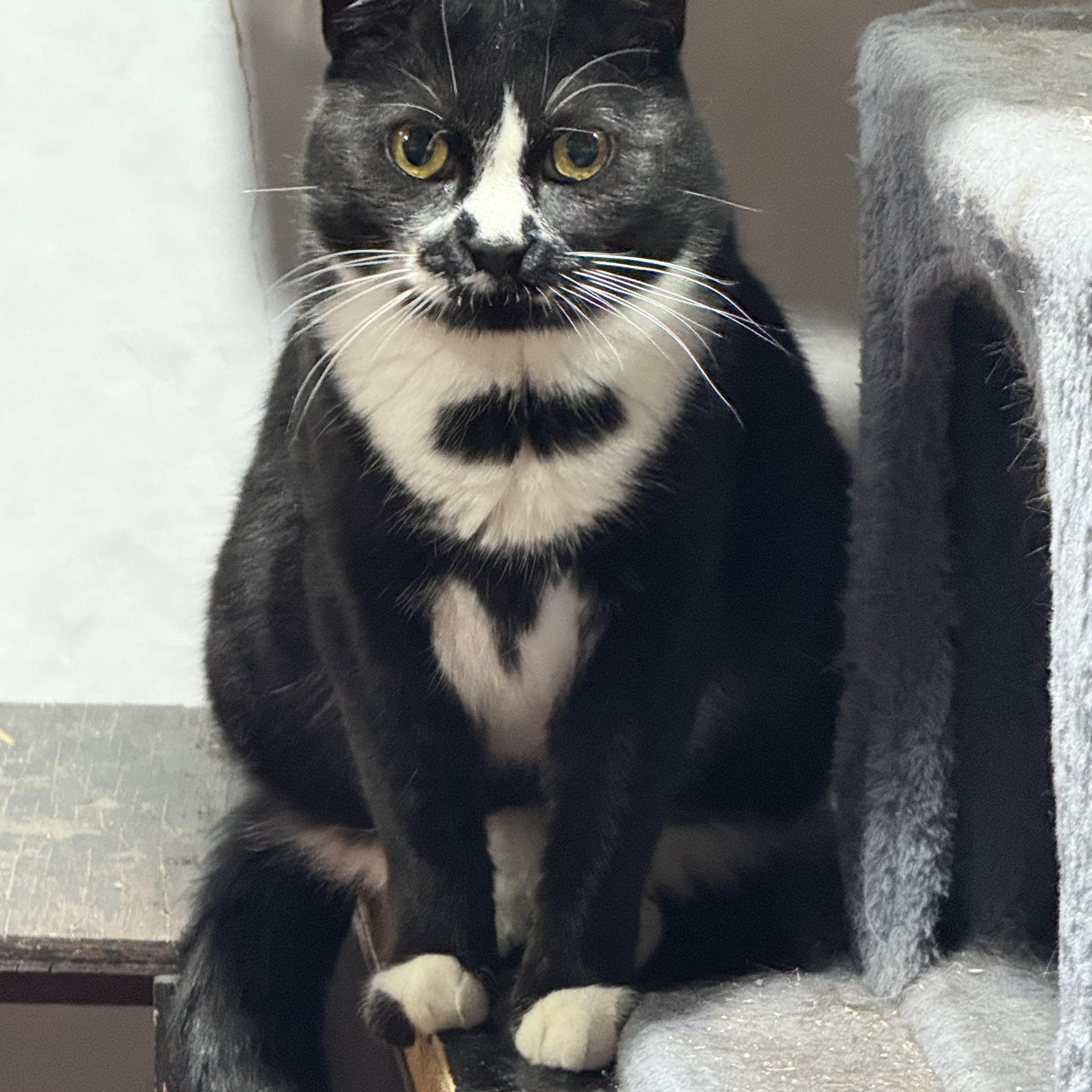 Miss Gemma, Adoptable, Adult Female Domestic Short Hair.