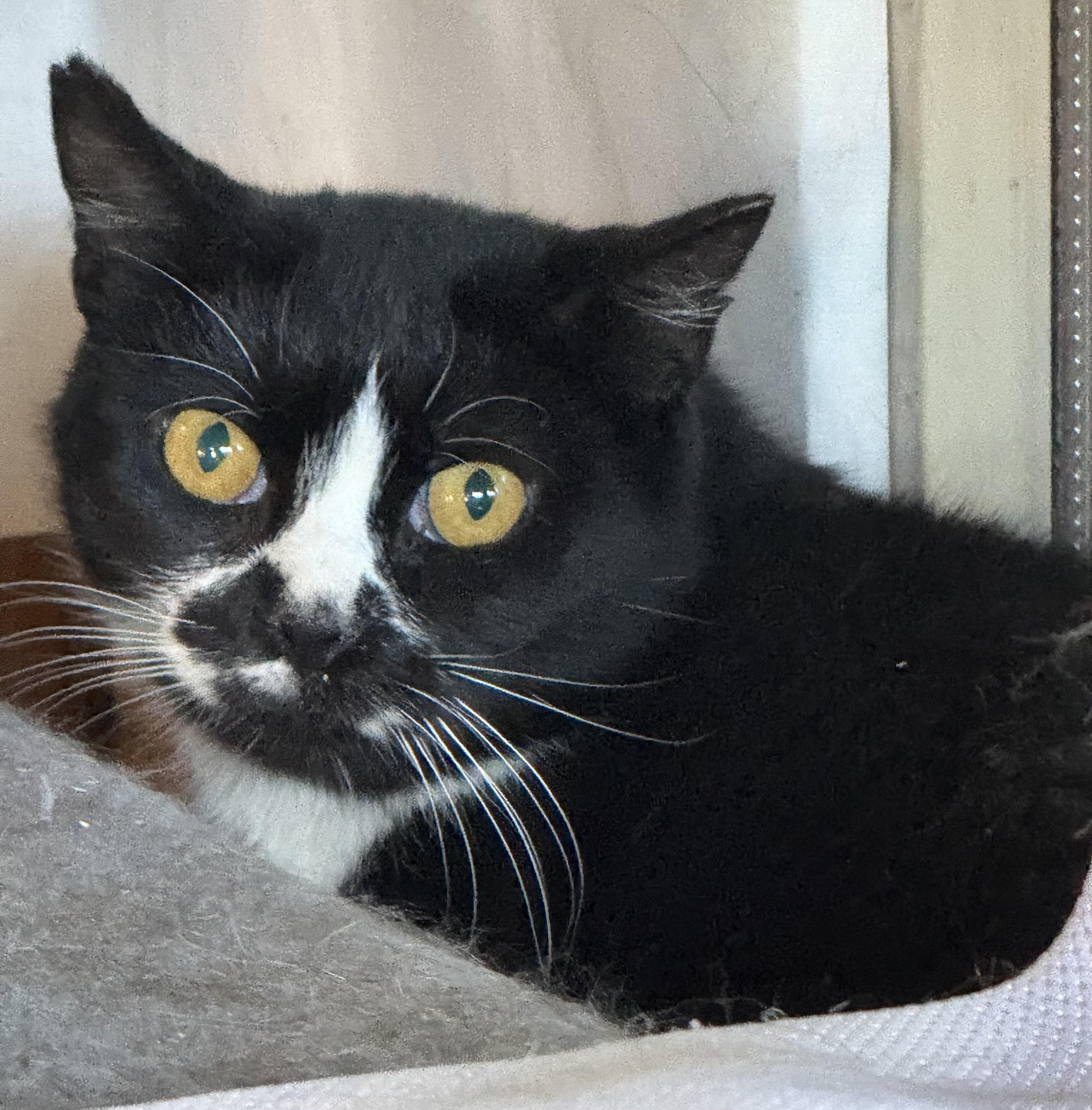 Enlarge Miss Gemma, a Adoptable Domestic Short Hair in Butte, MT image 2/3