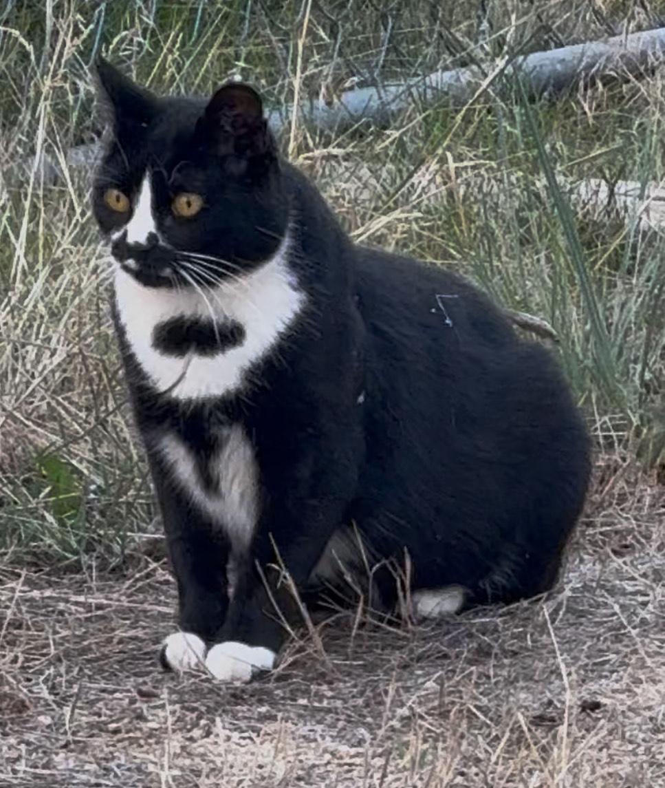 Enlarge Miss Gemma, a Adoptable Domestic Short Hair in Butte, MT image 3/3