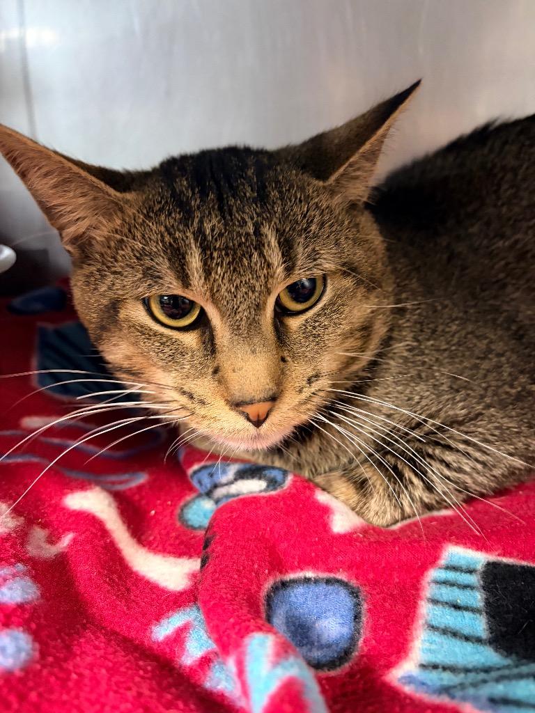 Dobby, Adoptable, Adult Male Domestic Short Hair.