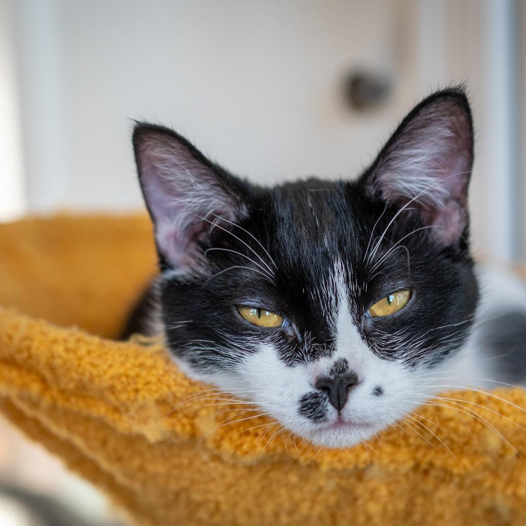 Parker, Adoptable, Young Female Domestic Short Hair.