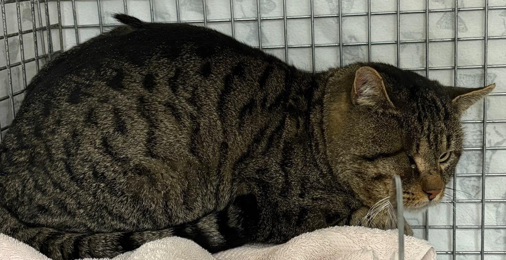 Giblet, Adoptable, Adult Male Domestic Short Hair.