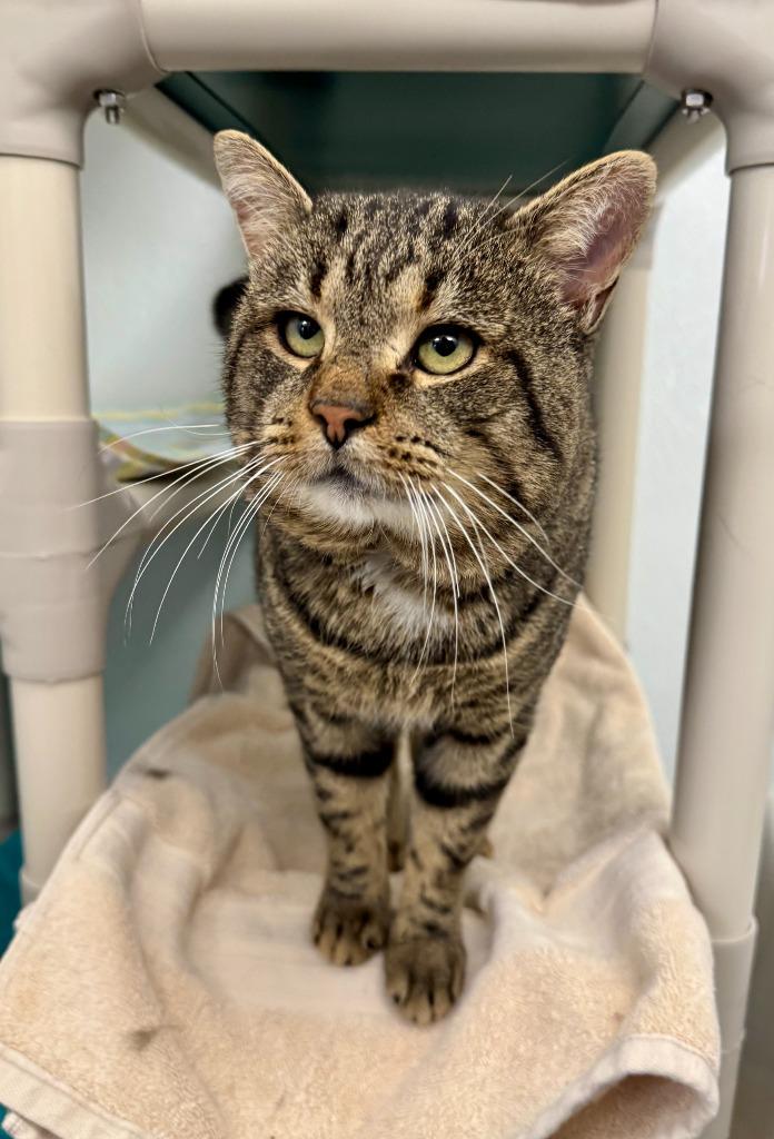 Giblet, a Adoptable mixed breed in Gillette, WY image 2/5