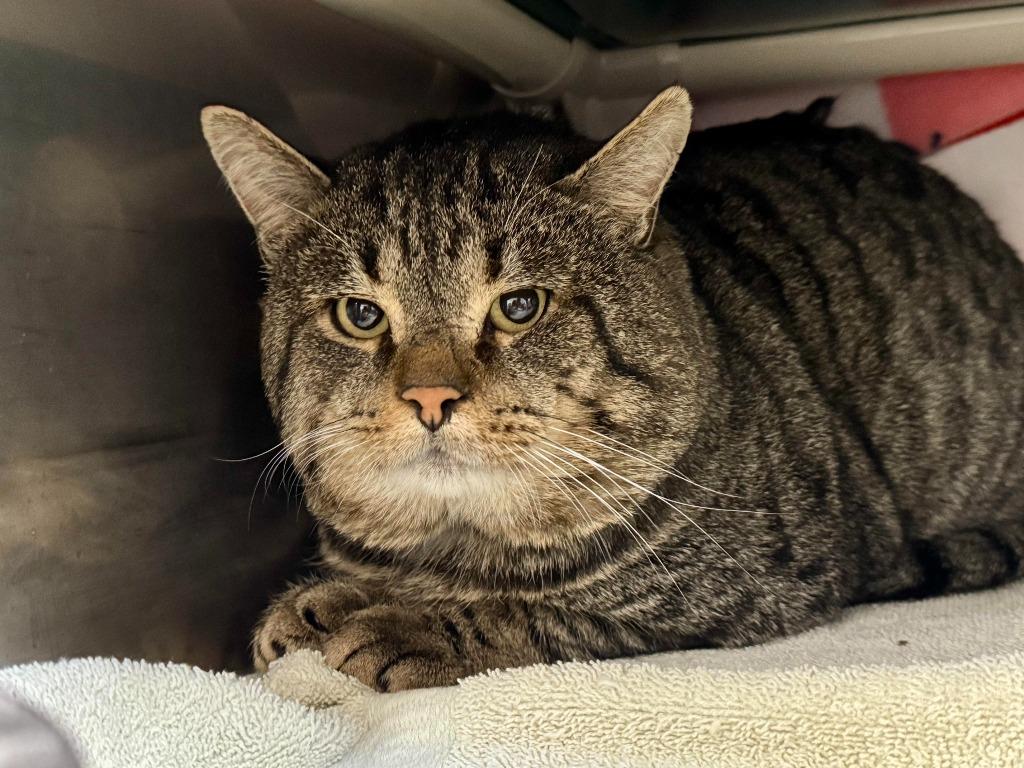 Giblet, a Adoptable mixed breed in Gillette, WY image 3/5