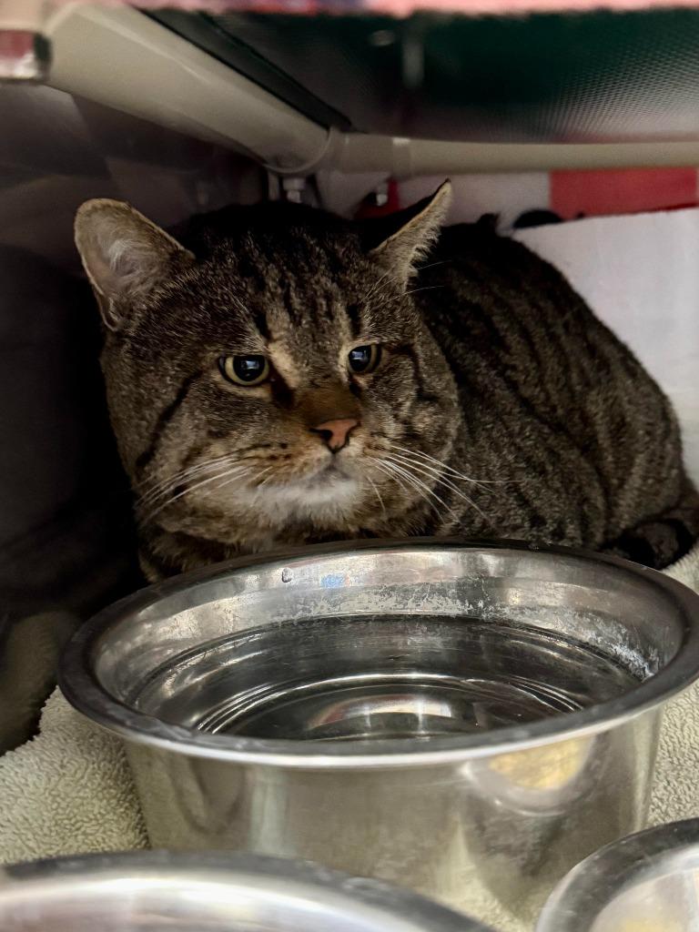 Giblet, a Adoptable mixed breed in Gillette, WY image 4/5