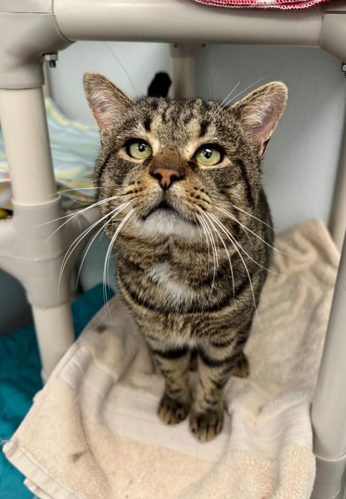 Giblet, a Adoptable mixed breed in Gillette, WY image 5/5