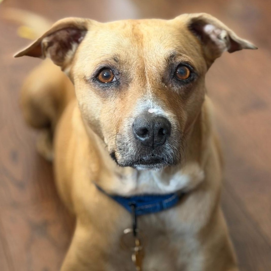 Enlarge Odie, a Adoptable mixed breed in Los Angeles , CA image 1/6