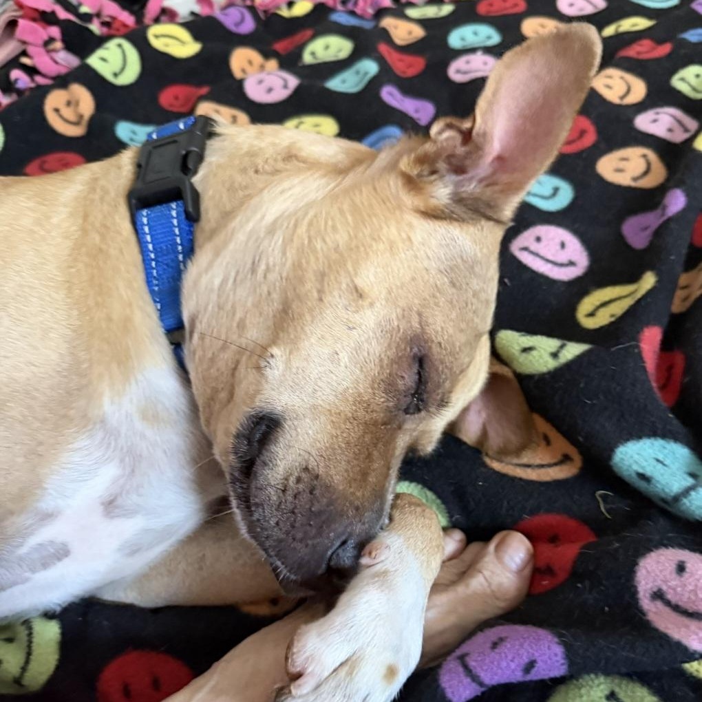 Enlarge Odie, a Adoptable mixed breed in Los Angeles , CA image 3/6