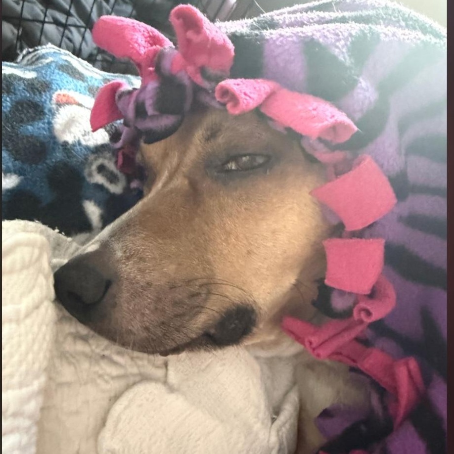 Enlarge Odie, a Adoptable mixed breed in Los Angeles , CA image 5/6