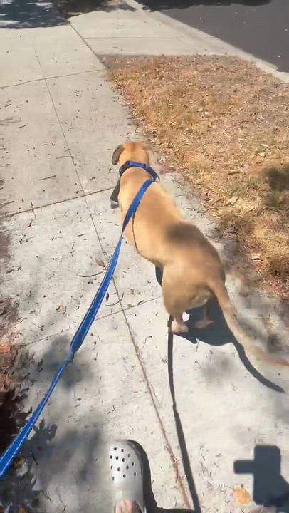 Enlarge Odie, a Adoptable mixed breed in Los Angeles , CA video 6/6