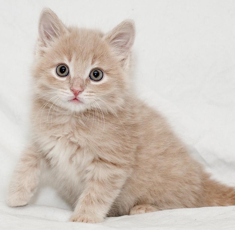 Loft, ADOPTABLE, Young Male Domestic Medium Hair.