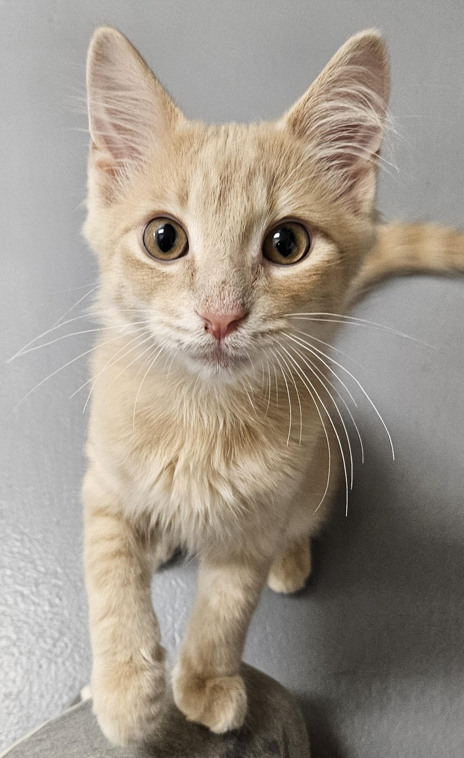 Loft, ADOPTABLE, Young Male Domestic Medium Hair.