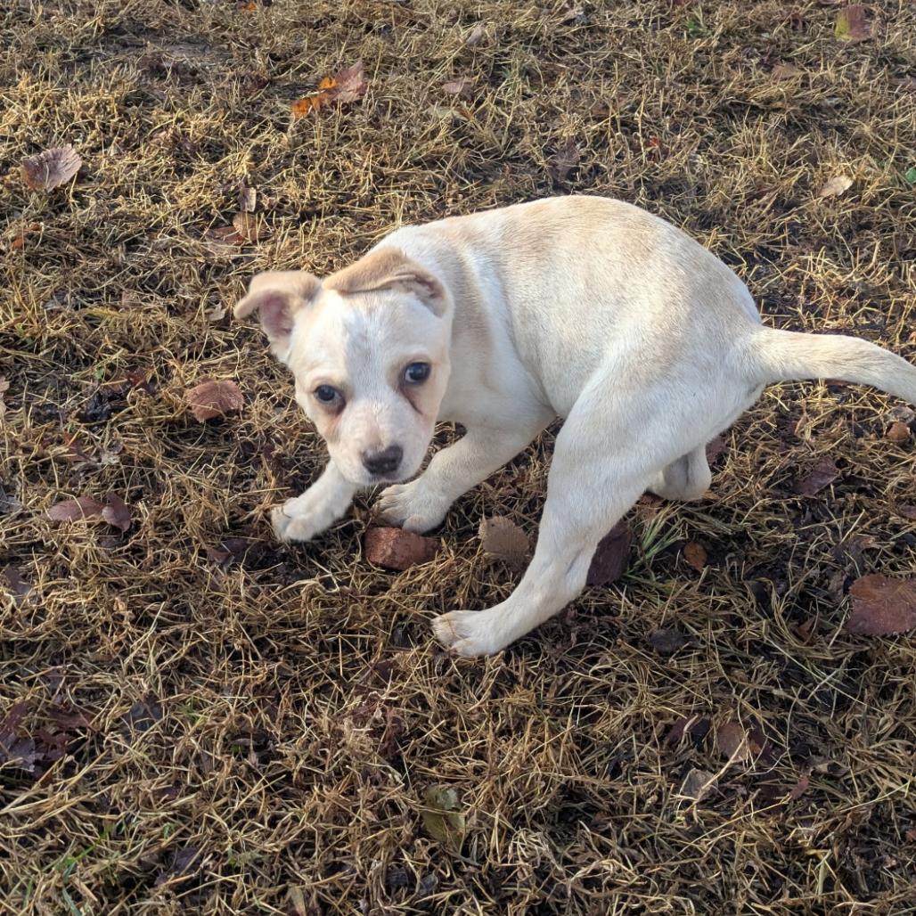 Enlarge Siann, a Adoptable mixed breed in Fredericksburg, VA image 1/3