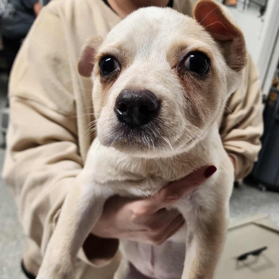 Enlarge Siann, a Adoptable mixed breed in Fredericksburg, VA image 3/3