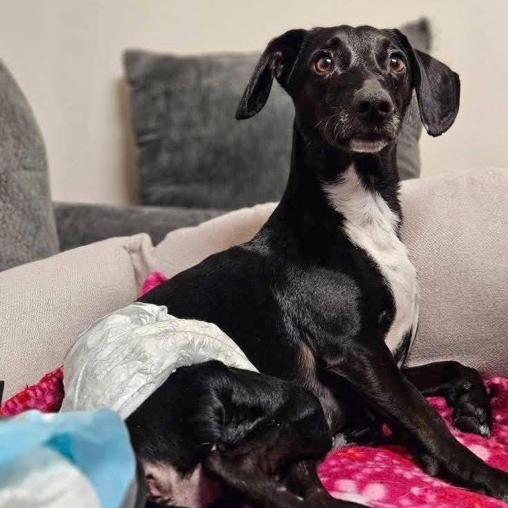 Enlarge Mike, a Adoptable mixed breed in Broken Arrow, OK image 5/6