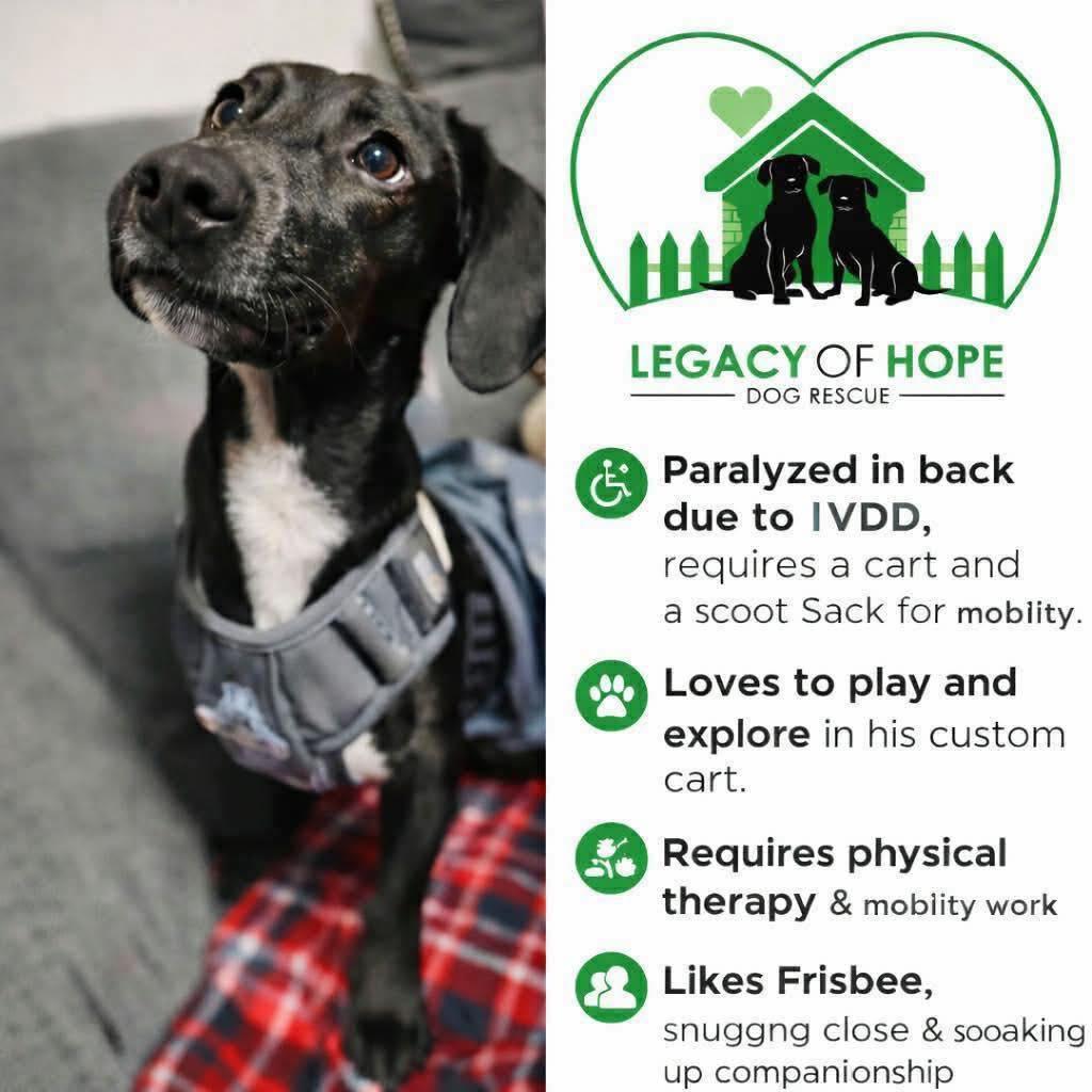 Mike, Adoptable, Adult Male Dachshund.