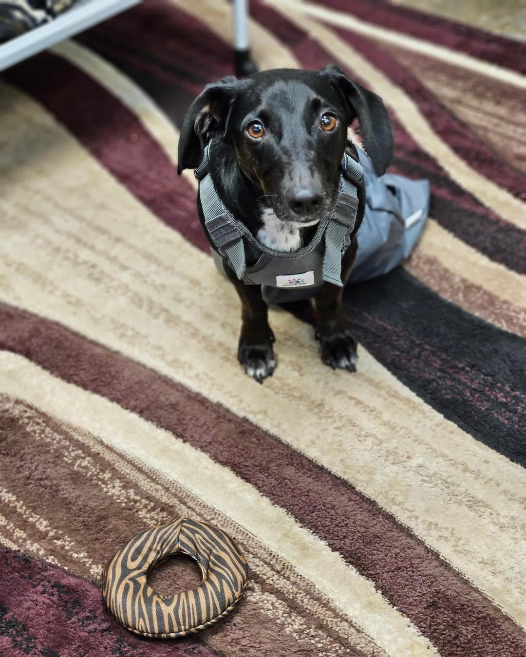 Mike, Adoptable, Adult Male Dachshund.