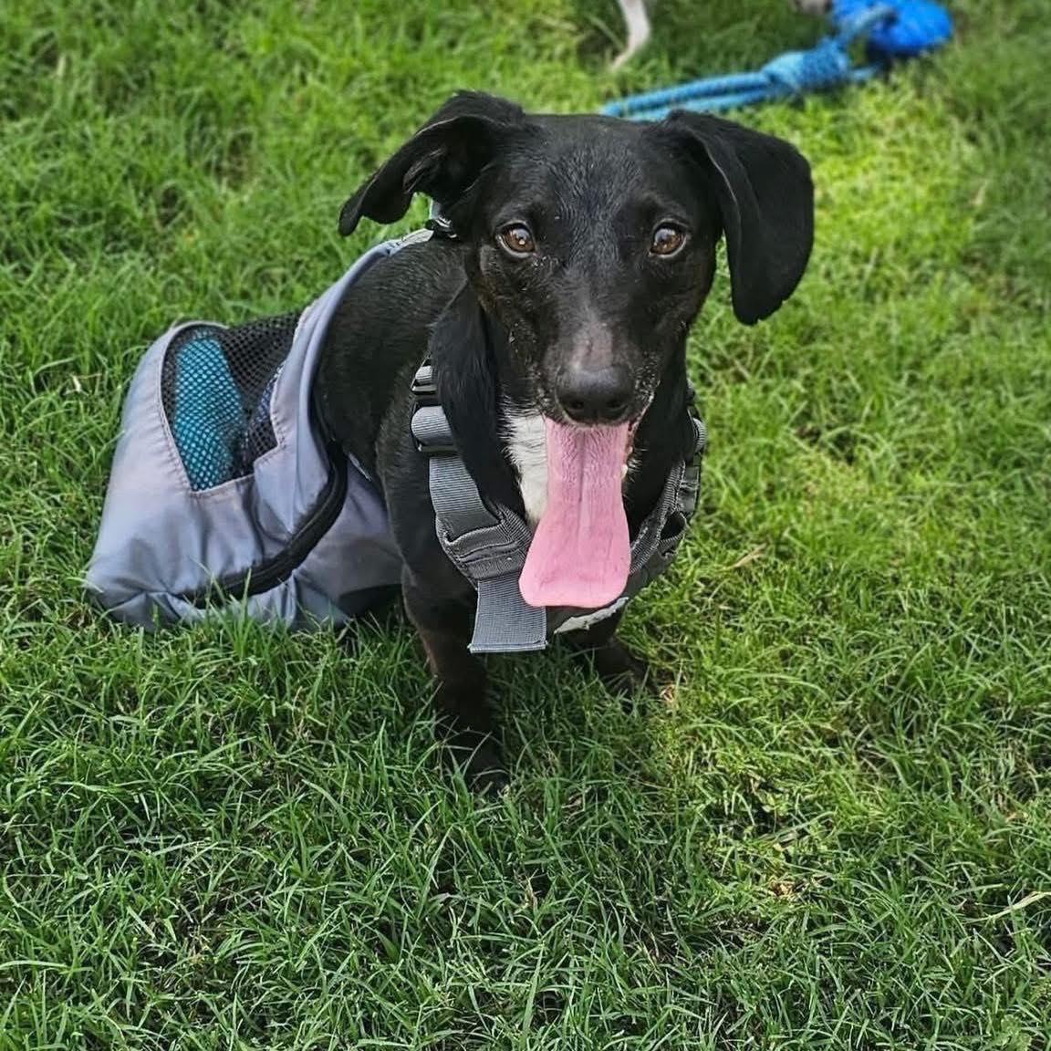 Enlarge Mike, a Adoptable mixed breed in Broken Arrow, OK image 6/6