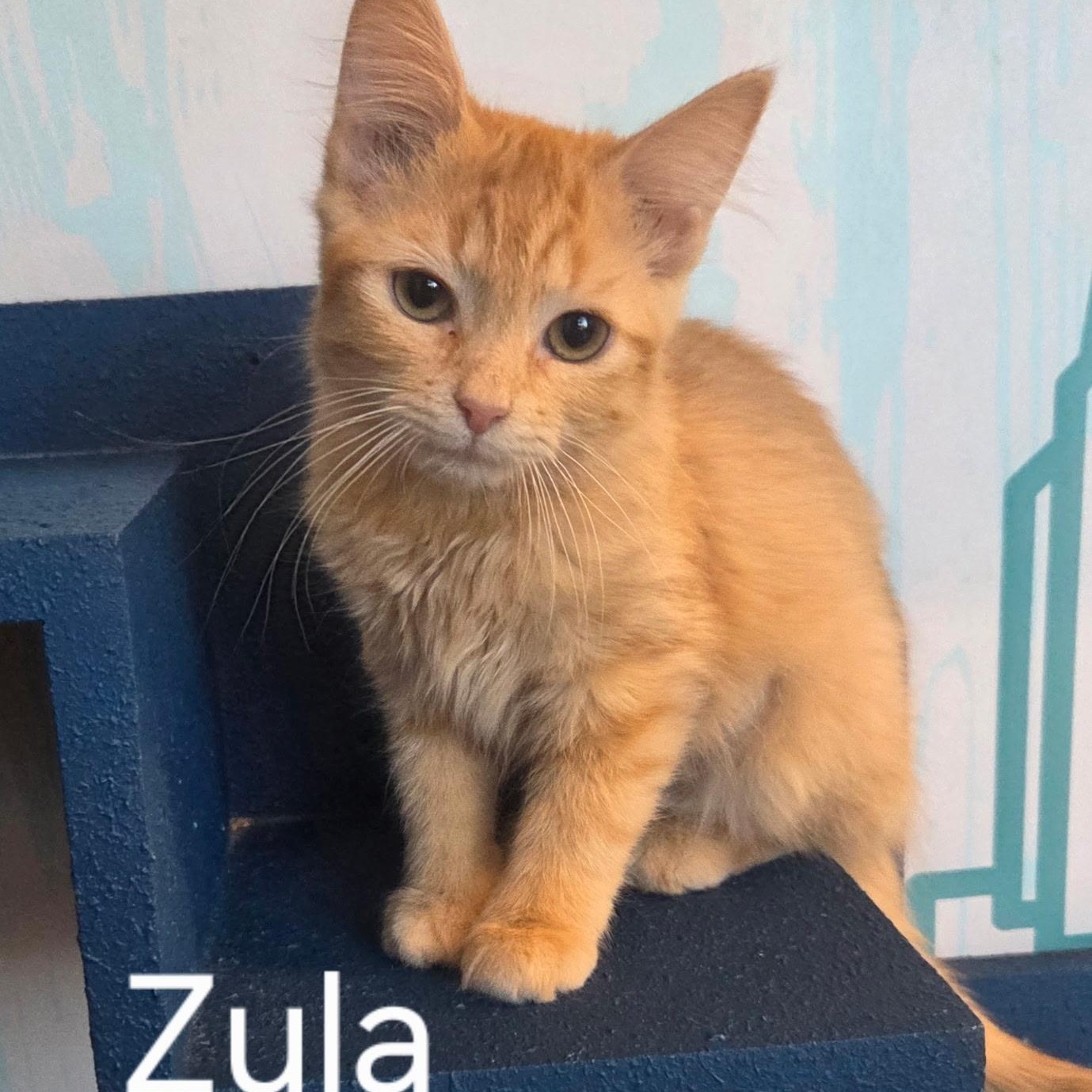 Enlarge Zula, an adopted Domestic Medium Hair in Austin, TX image 3/4
