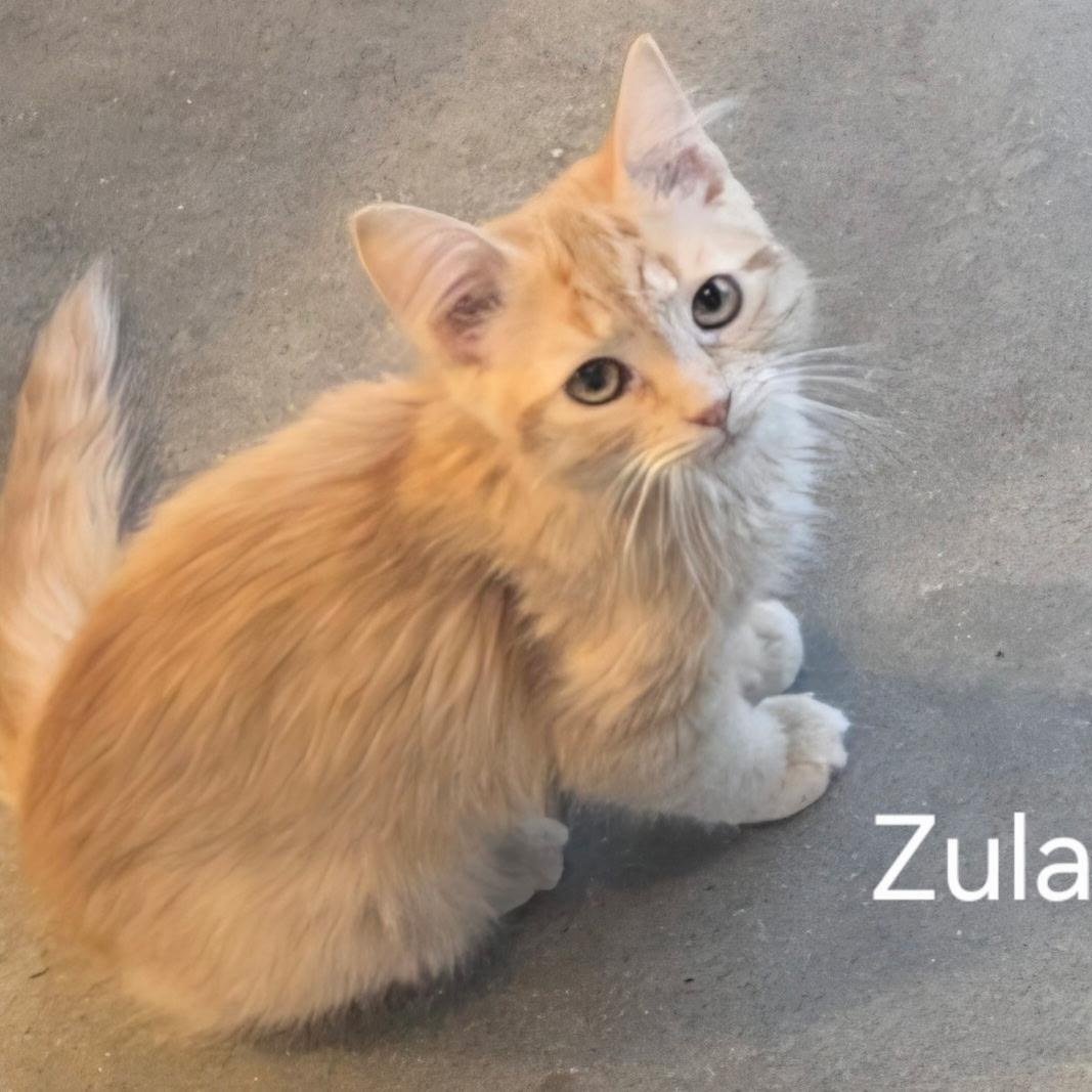 Enlarge Zula, an adopted Domestic Medium Hair in Austin, TX image 1/4