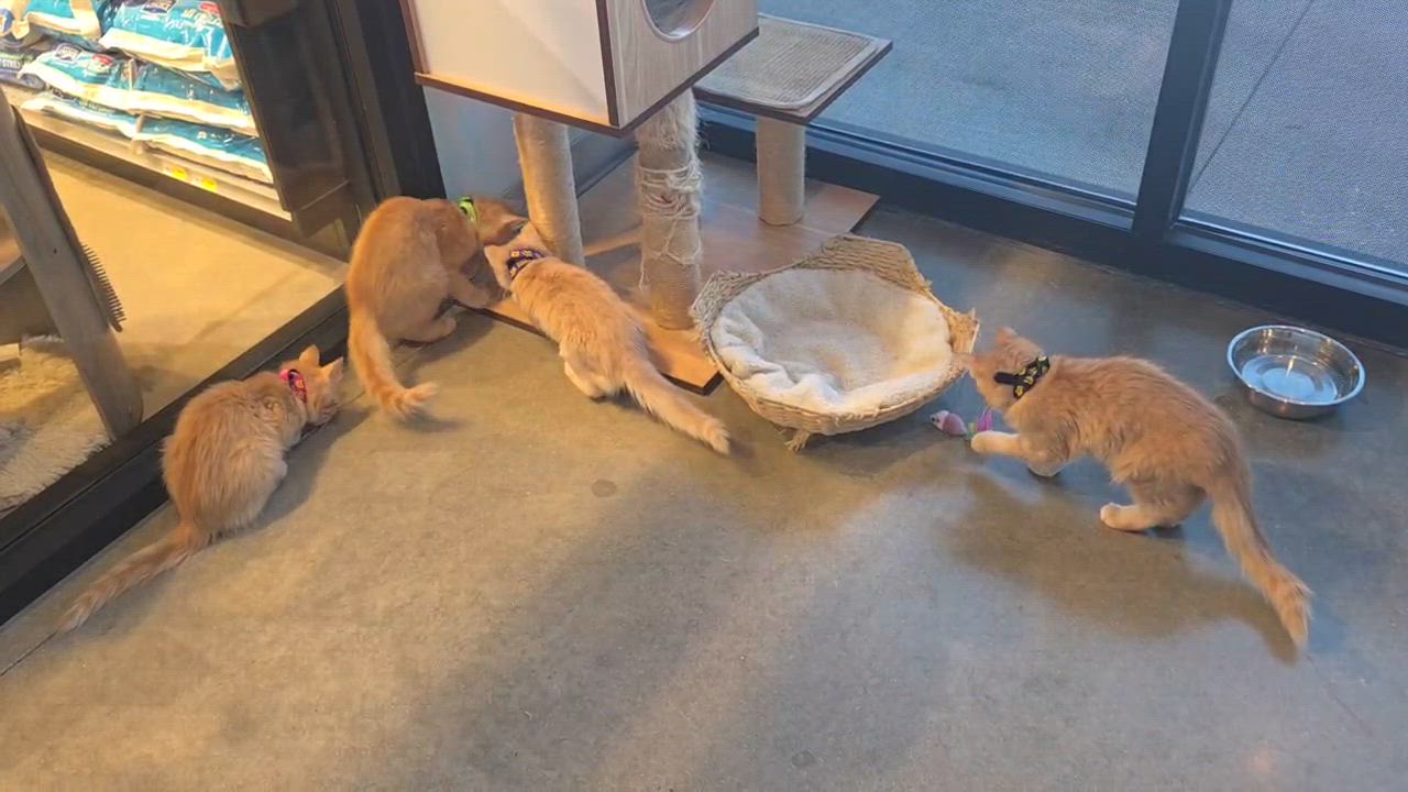 Enlarge Zula, an adopted Domestic Medium Hair in Austin, TX video 2/4