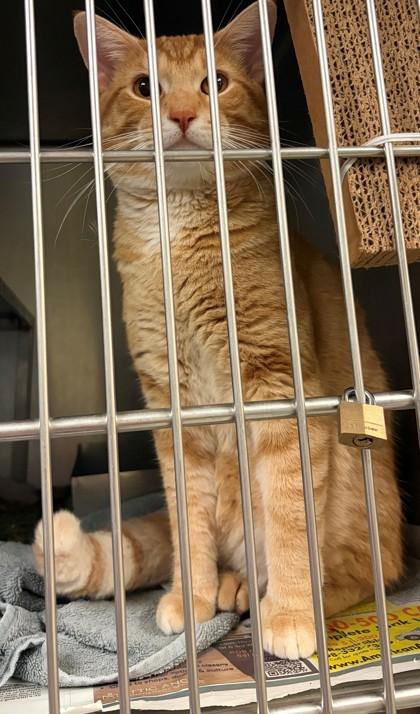 Moto Moto, Adoptable, Young Male Domestic Short Hair & Domestic Short Hair.
