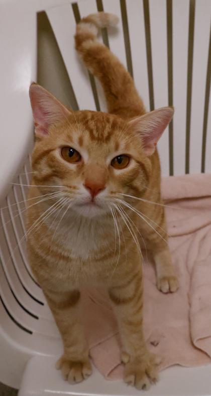 Moto Moto, Adoptable, Young Male Domestic Short Hair & Domestic Short Hair.