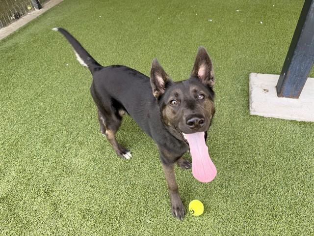 Enlarge ROCKY, a Adoptable mixed breed in Garland, TX image 1/1