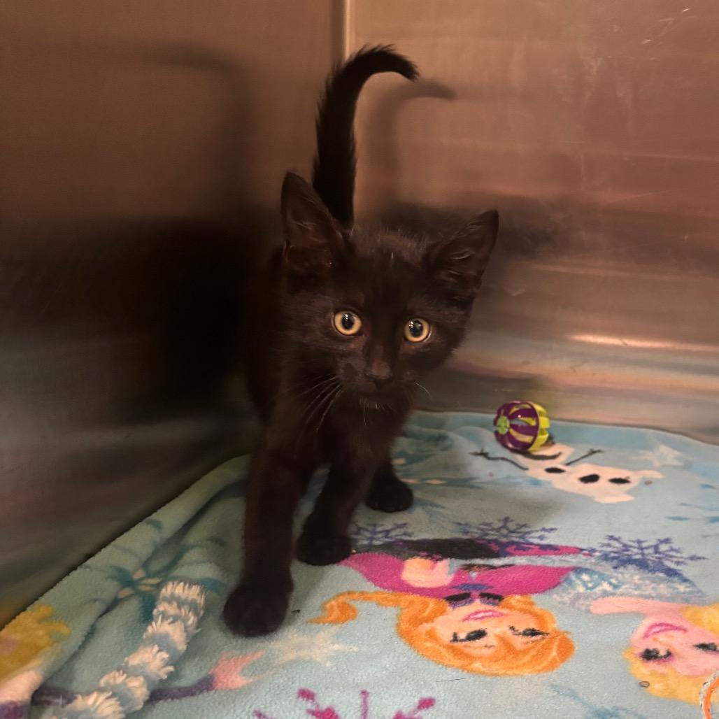 Loki, Adoptable, Kitten Male Domestic Medium Hair.